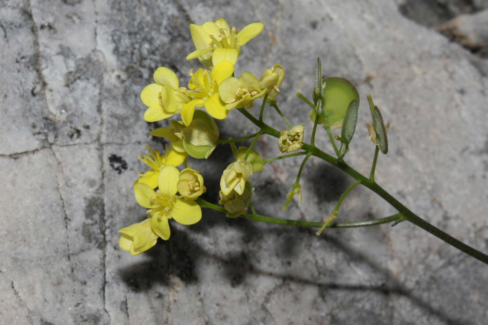 Biscutella apuana / Biscutella delle Apuane